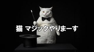 【生成AI猫動画】猫 マジックやりまーす！　AI NGあり